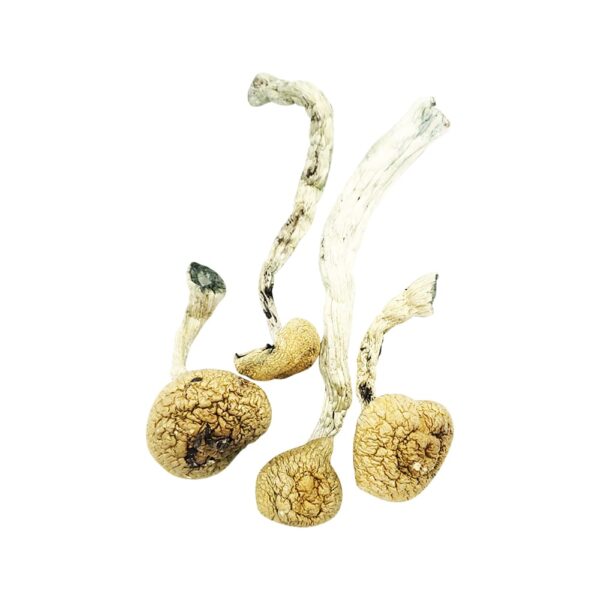 Amazonian magic mushrooms